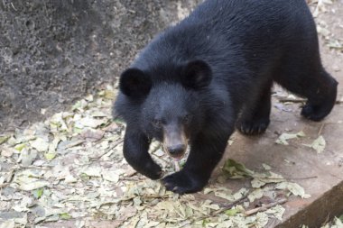 Yavru ayı, eğleniyor.