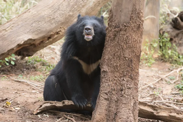Asiatischer Schwarzbär Leben Wald Bei Reichlichem Und Kühlem Wetter Ostasien — Stockfoto