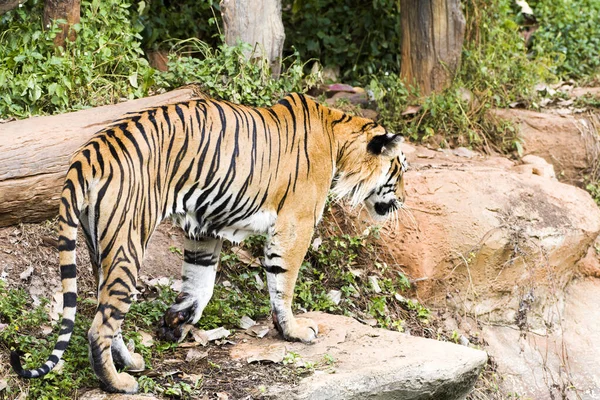 Tiger Big Eating Food Swimming Pool — Stock Photo, Image