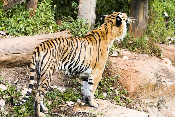 Tigre Grande Comiendo Comida Nadando Piscina — Foto de Stock