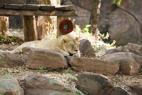 Leão Fêmea Relaxamento Rocha — Fotografia de Stock