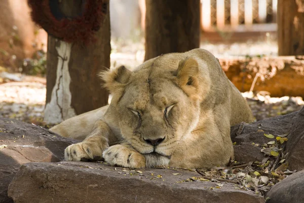 Das Löwenweibchen Entspannt Sich Auf Dem Felsen — Stockfoto