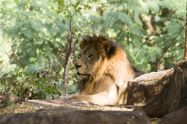 Das Löwenmännchen Entspannt Sich Auf Dem Felsen — Stockfoto