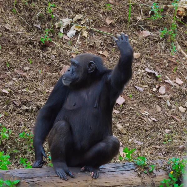 Chimpanzé Animal Com Cérebros Perto Humanidade — Fotografia de Stock