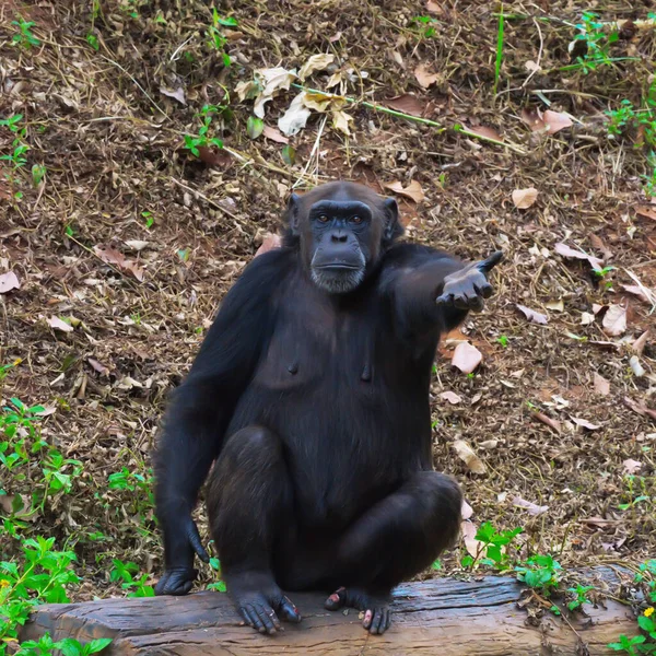 Chimpanzee,animal with brains nearby mankind.