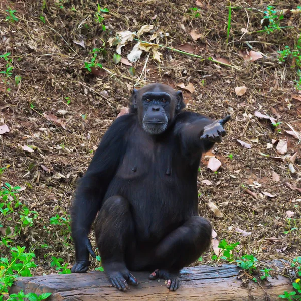 Chimpanzé Animal Com Cérebros Perto Humanidade — Fotografia de Stock