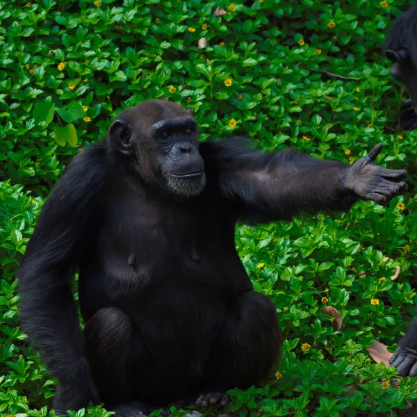 Chimpanzé Animal Com Cérebros Perto Humanidade — Fotografia de Stock