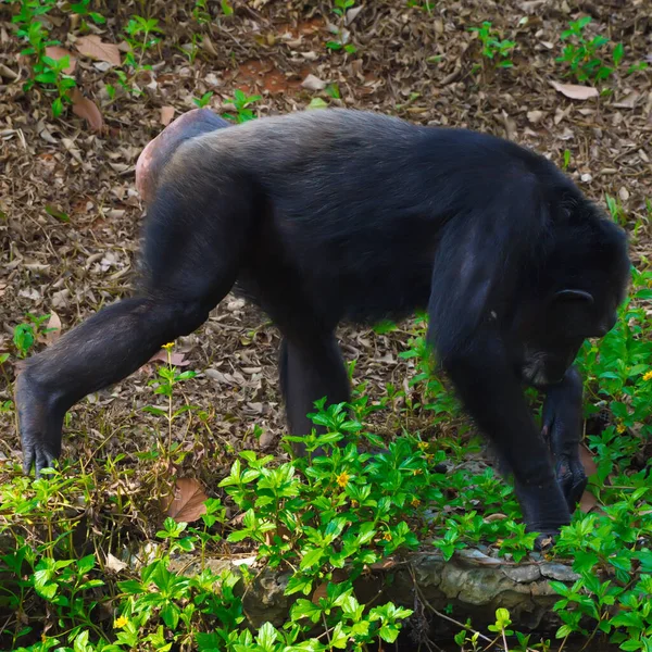 Chimpancé Animal Con Cerebros Cercanos Humanidad — Foto de Stock