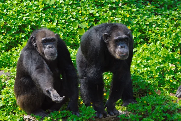 Chimpancé Animal Con Cerebros Cercanos Humanidad —  Fotos de Stock