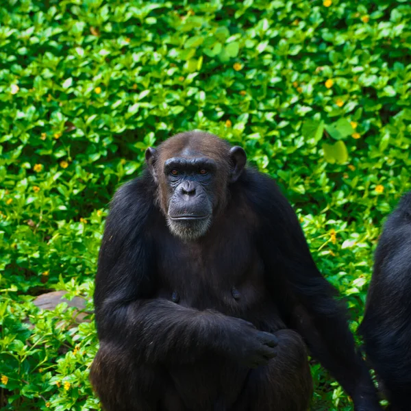 Chimpanzé Animal Avec Cerveau Proximité Humanité — Photo