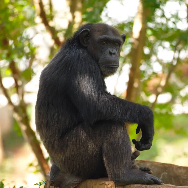 Chimpanzee Animal Brains Nearby Mankind — Stock Photo, Image