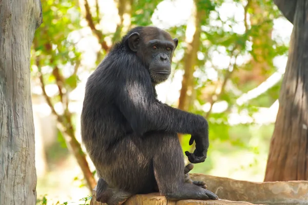 Chimpanzee,animal with brains nearby mankind.