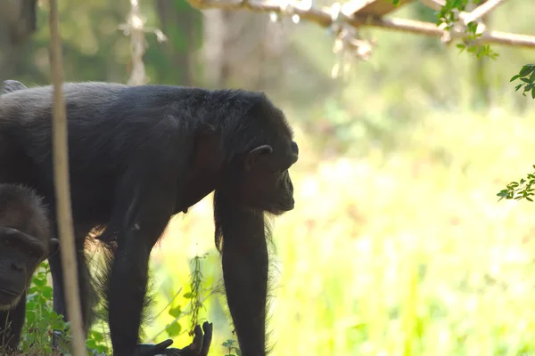 Chimpancé Animal Con Cerebros Cercanos Humanidad —  Fotos de Stock