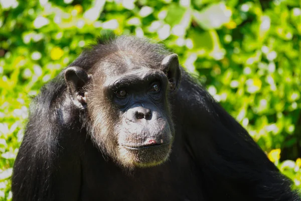 Chimpancé Animal Con Cerebros Cercanos Humanidad —  Fotos de Stock