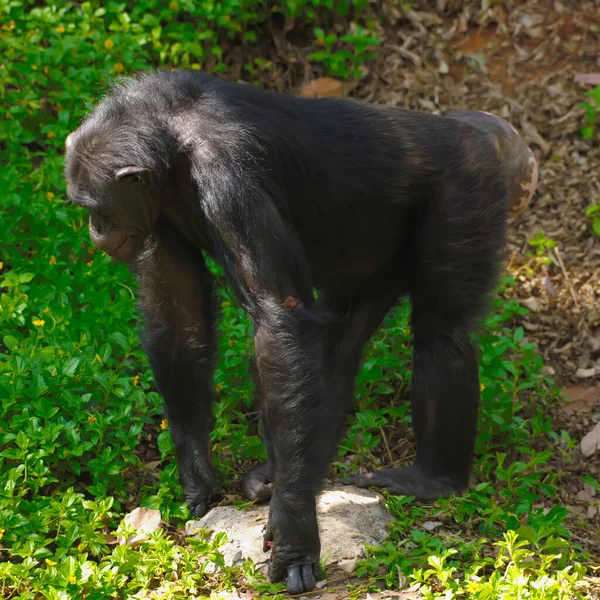 黑猩猩 在人类附近有大脑的动物 — 图库照片