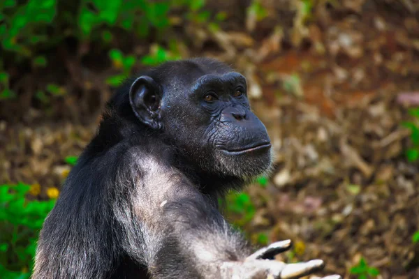 Chimpanzé Animal Avec Cerveau Proximité Humanité — Photo