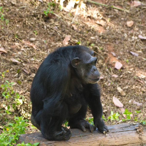 Şempanze Insanoğlunun Yakınında Beyni Olan Bir Hayvan — Stok fotoğraf