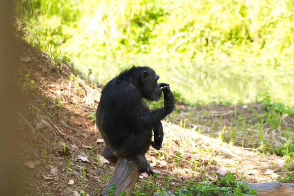 Schimpanse Tier Mit Gehirn Menschennähe — Stockfoto