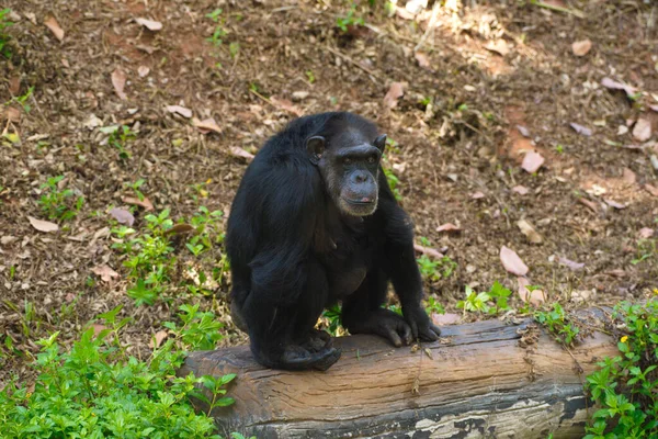 Chimpanzee Animal Brains Nearby Mankind — Stock Photo, Image