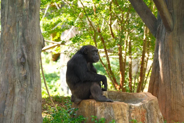 Chimpanzé Animal Avec Cerveau Proximité Humanité — Photo