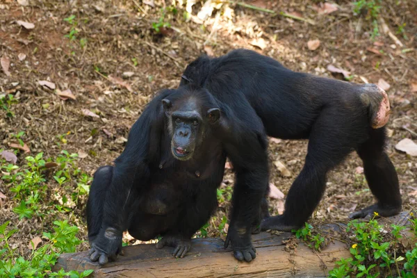 Chimpanzé Animal Avec Cerveau Proximité Humanité — Photo