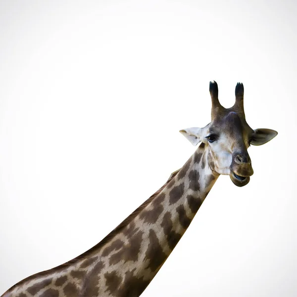 Giraffa Isolata Sullo Sfondo Bianco — Foto Stock