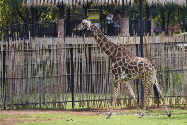 Hayvanat bahçesinde yürüyen bir zürafanın yakın çekimi..