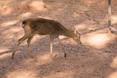 Genç geyiği kahverengi toprakta hayal et..