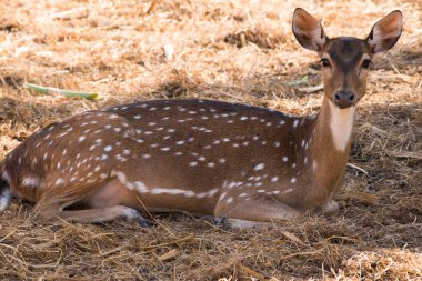 Kahverengi zemindeki sika geyiği.