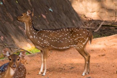 Kahverengi zemindeki sika geyiği.