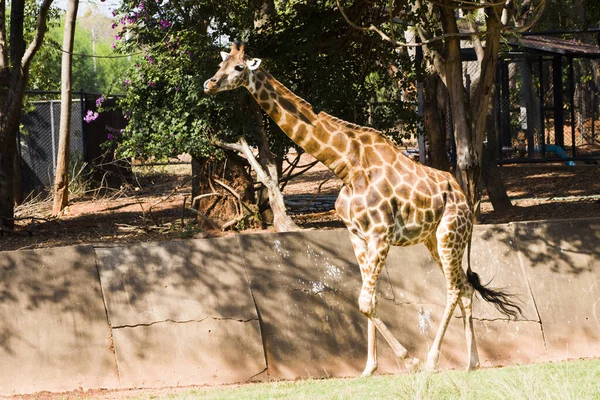 Close Uma Girafa Andando Zoológico — Fotografia de Stock