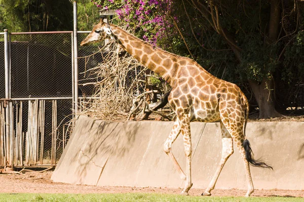 Hayvanat Bahçesinde Yürüyen Bir Zürafanın Yakın Çekimi — Stok fotoğraf