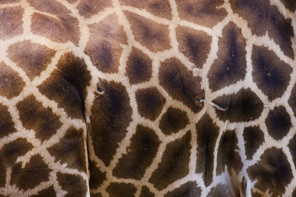 Vera Pelle Giraffa Con Pelle Marrone Chiaro Marrone Scuro — Foto Stock