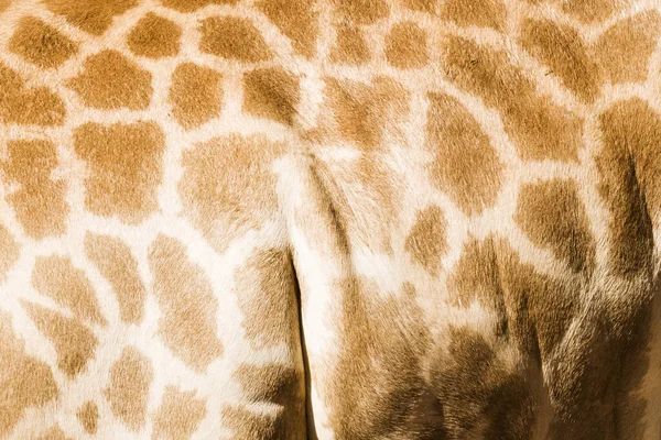 Vera Pelle Giraffa Con Pelle Marrone Chiaro Marrone Scuro — Foto Stock