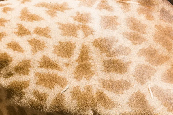 Echtes Leder Der Giraffe Mit Heller Bis Dunkelbrauner Haut — Stockfoto