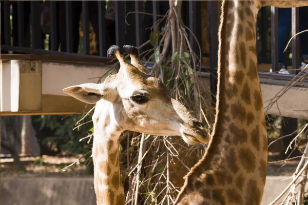 Gros Plan Une Girafe Zoo — Photo