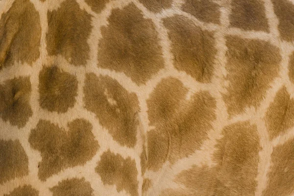 Genuine Leather Skin Giraffe Light Dark Brown — Stock Photo, Image