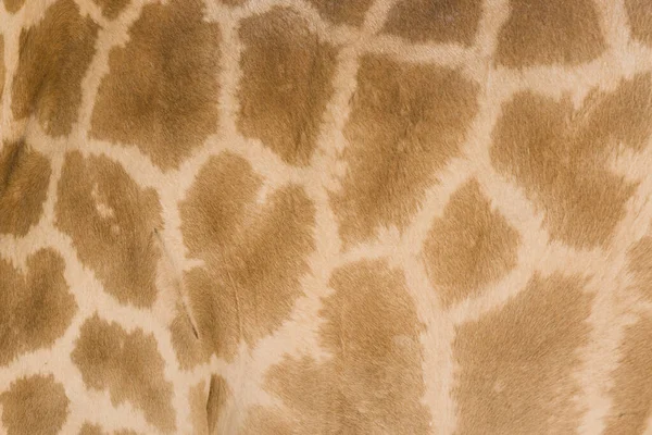Pravá Kůže Žirafy Světlem Tmavě Hnědé — Stock fotografie