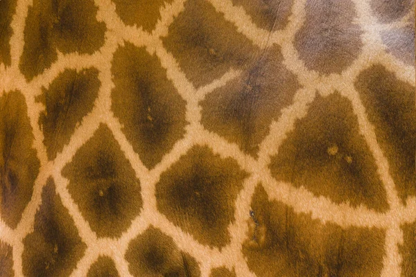 ダークブラウンでライト付きキリンの本革の肌 — ストック写真