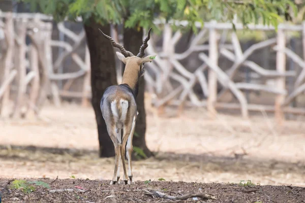 Jeune Gazelle Marchant Sur Sol Rougeâtre — Photo