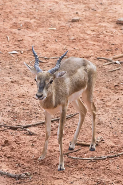 Junge Gazelle Läuft Auf Rötlichem Boden — Stockfoto