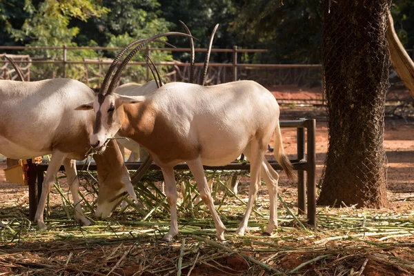 stock image Scimitar-Horned Oryx (Oryx dammah) eating grass And going for a walking.