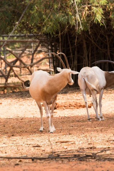 Scimitar Rohatý Oryx Oryx Dammah Jíst Trávu Jít Procházku — Stock fotografie