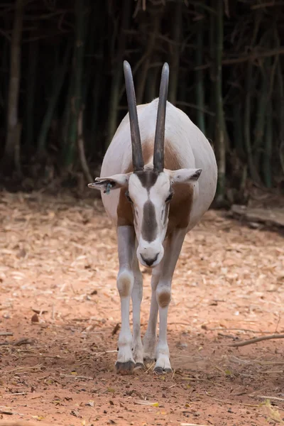 Scimitar Horned Oryx Oryx Dammah Jedzenie Trawy Chodzenie Spacery — Zdjęcie stockowe