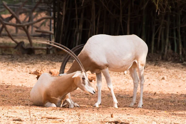 Orice Cornuto Dalla Scimitarra Oryx Dammah Che Mangia Erba Fare — Foto Stock