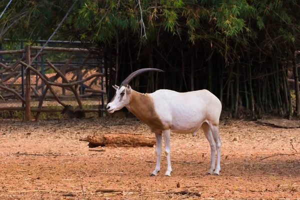 Kılıç Boynuzlu Afrika Antilobu Oryx Dammah Yer Yürüyüşe Çıkar — Stok fotoğraf
