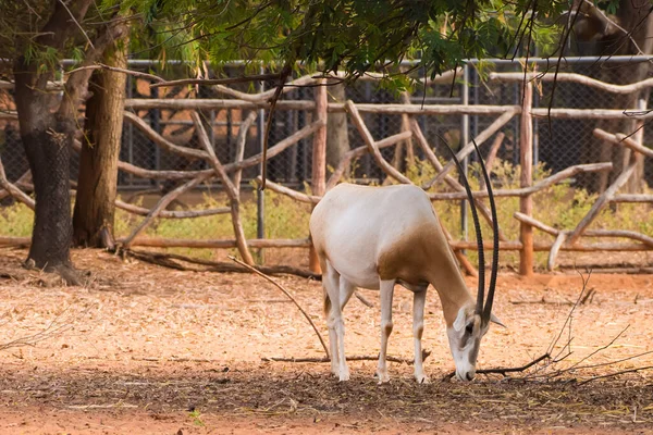 Scimitar Horned Oryx Oryx Dammah Eating Grass Going Walking — Stock Photo, Image