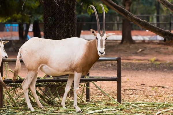 Kılıç Boynuzlu Afrika Antilobu Oryx Dammah Yer Yürüyüşe Çıkar — Stok fotoğraf