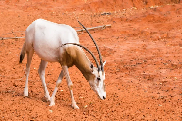 Scimitar Horned Oryx Oryx Dammah Füvet Eszik Sétálni Megy — Stock Fotó