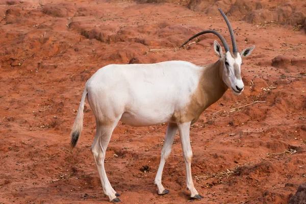 Scimitar Horned Oryx Oryx Dammah Comiendo Hierba Yendo Caminar —  Fotos de Stock